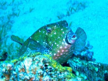 Arab. boxfish