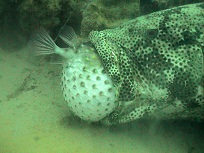 grouper with pufferfish in his mouth