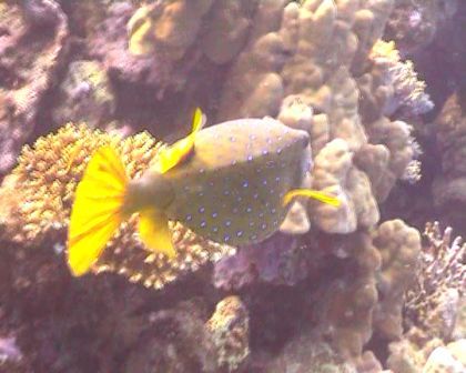 arab. Pufferfish