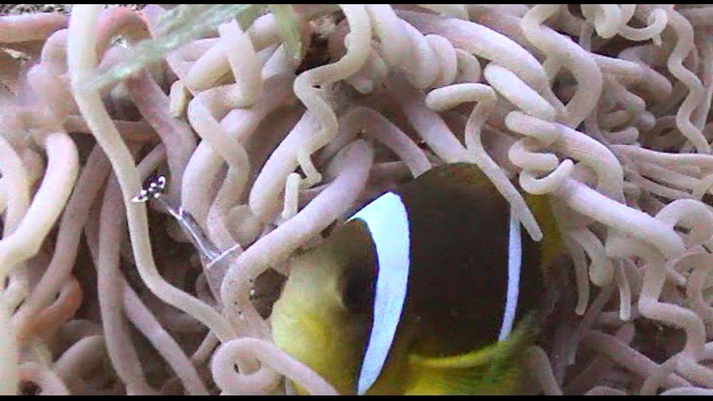 Clownfisch in ihrer Anemone mit Putzergarnelen
