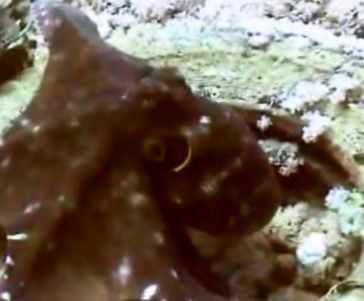 Octopus catches opticle filter
