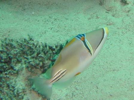 Rotmeer-Picasso-Triggerfish